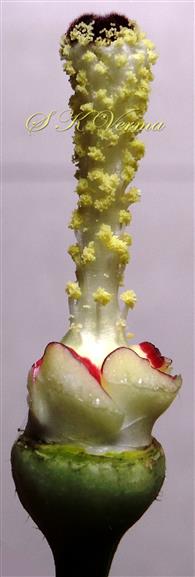   Pistil and Stamens